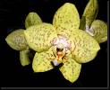 Phalaenopsis amarillo moteado rojo * Rodrigo Remolina 
 * Rodrigo Remolina 
